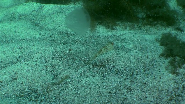 Greater weever lies on bottom, then buries itself in the sand.
