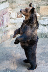 Brown bear in a Chinese zoo
