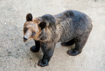 Brown bear in a Chinese zoo