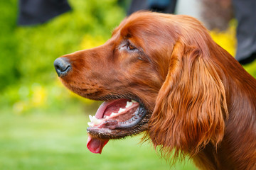 Obedient nice irish setter with staring look