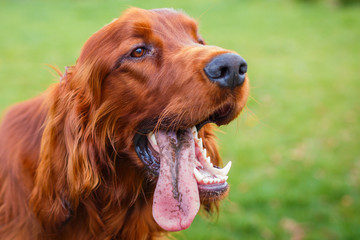 Obedient nice irish setter with staring look