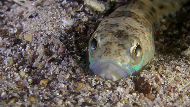 Greater weever buried in the sand, front view, close-up.
