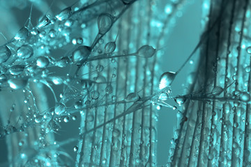 Abstraction. A bird feather close up with water drops