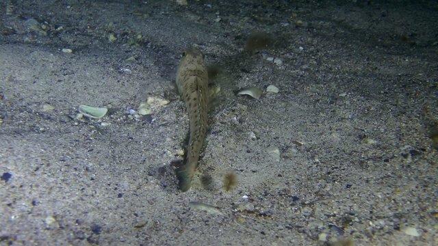 Greater weever swims away and buries itself in the sand.
