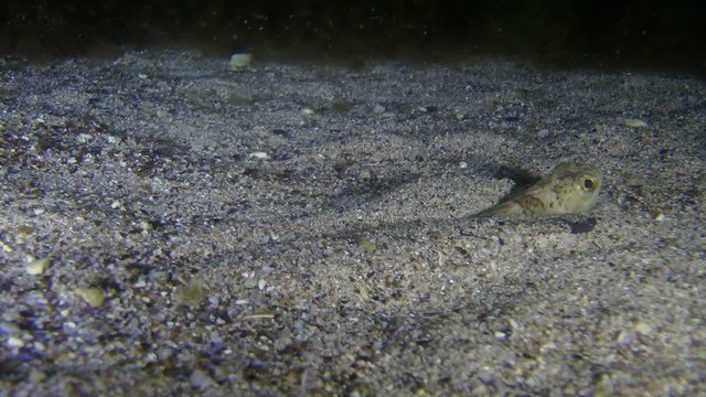 Greater weever lies on the bottom, then buries itself in sand.
