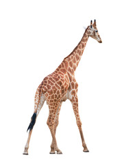 giraffe isolated