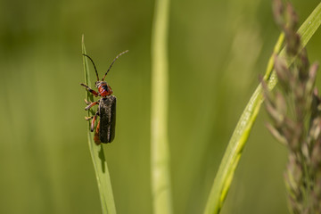 Weichkäfer Hintergrund
