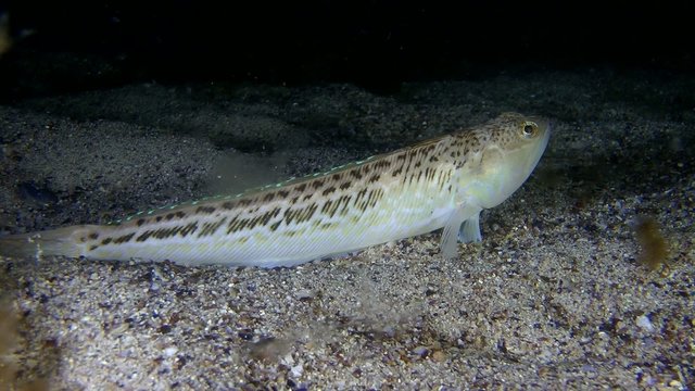 Greater weever slowly buries itself in the sand, medium shot.
