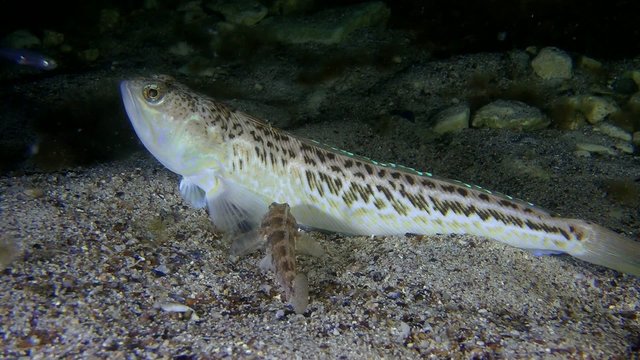 Greater weever  turns and buries itself in sand, medium shot.

