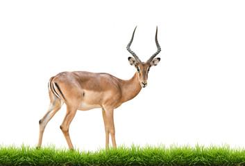 male impala isolated