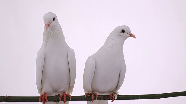 pigeons on white screen