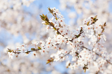 Obraz premium spring beauty