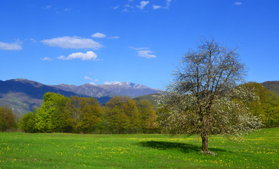 Single tree in a field over blue sky