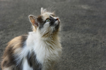 Obraz premium Kitten on the pavement