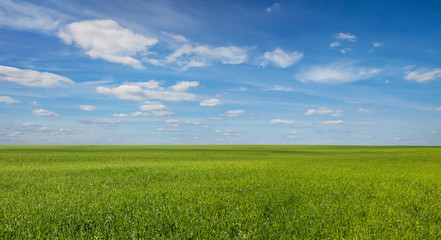 green grass field and bright blue sky