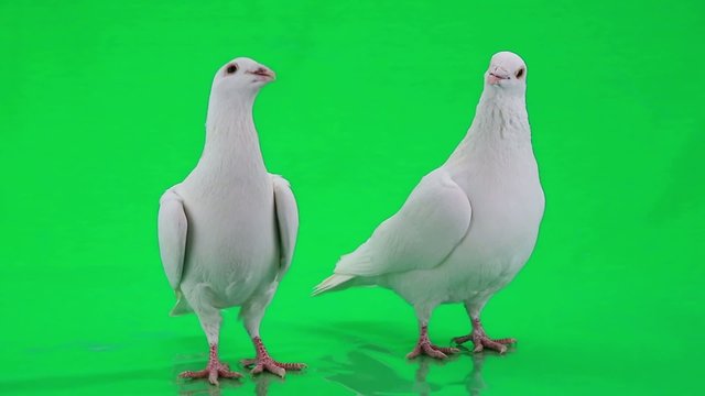 two pigeons on green screen