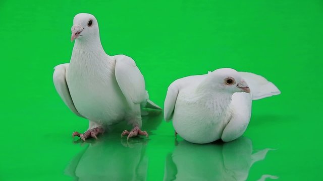 two pigeons on green screen
