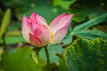 Fototapeta premium image of a lotus flower on the water