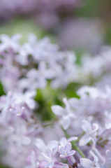 blurred background with lilac flowers