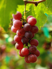 Sweet grape 
