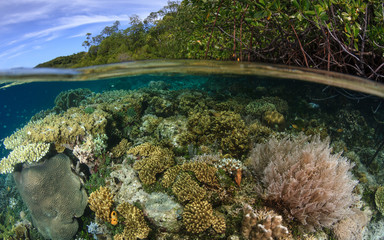 Mangrove Ridge,Raja ampat,Indonesia 05