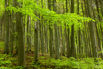 green forest in the spring