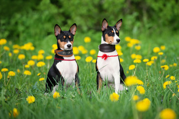 two  basenji puppies sitting outdoors