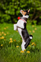 tricolor basenji puppy begging