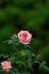 Pink roses in the garden.