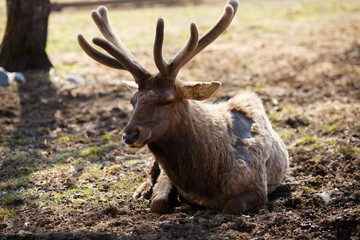 Siberian stag (maral)