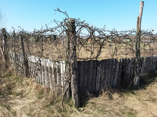 Old fence