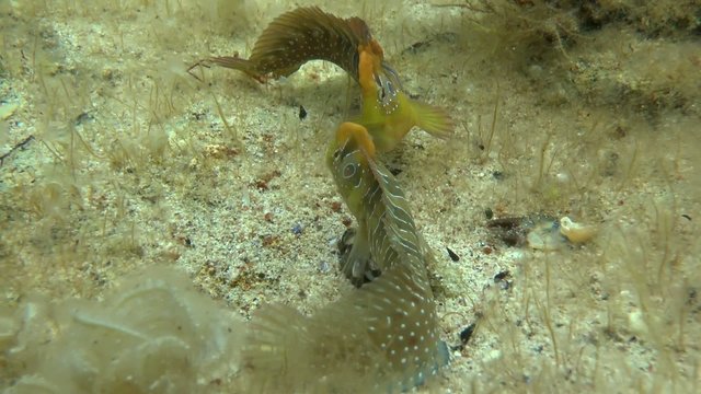 Peacock blenny: male drives away another male, medium shot.
