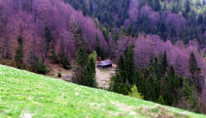 Samotny drewniany domek w Beskidach