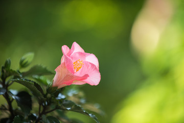 満開のハイビスカス
