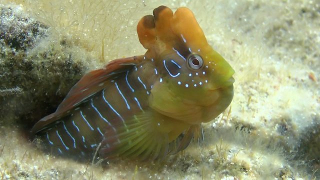 Peacock blenny (Salaria pavo): Male something to eat.

