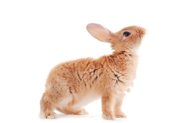 Obraz premium Little rabbit isolated on white