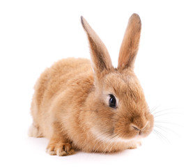 Little rabbit isolated on white