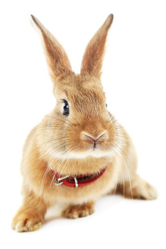 Portrait of red rabbit isolated on white