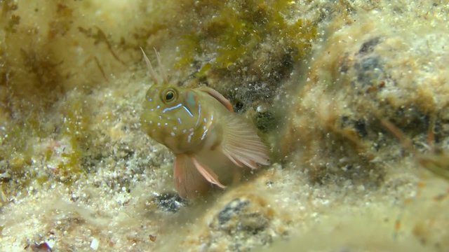 Sphynx blenny: The male half protruding from the hole.
