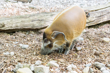 Potamochère