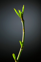 Young foliage on twig, on grey background