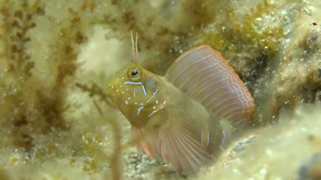 Sphynx blenny: male half protruding from the hole, close-up.

