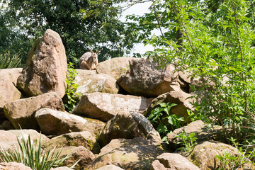 Wallaby des rochers