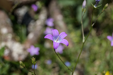 Glockenblume