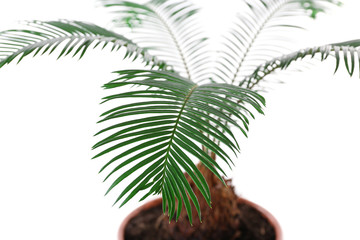 Green leaves of sago palm tree isolated on white