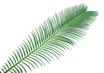 Green leaf of sago palm tree isolated on white