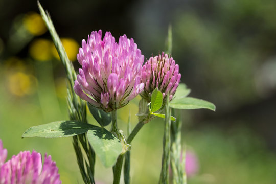 Kleebl&uuml;te
