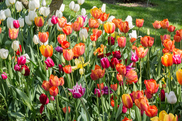 Tulipes et parterres de fleurs