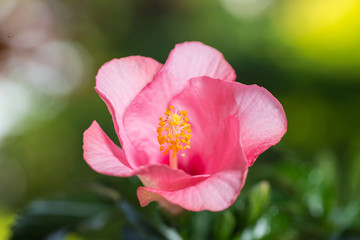 満開のハイビスカス
