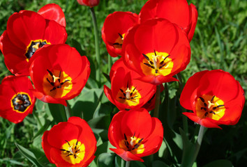 Fototapeta premium red tulips